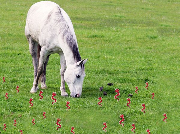 managing resistant horse parasites, donna foulk, horse parasite control, Small strongyle larvae, horse manure, horse parasites, horse care, Parasite Control Program, horse deworming