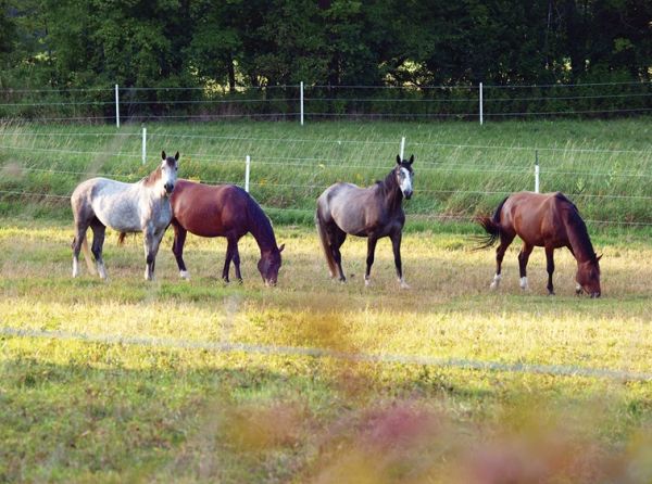 penn state extension equine team, rotational grazing horses, managing horse pastures, sacrifice lot horse grazing