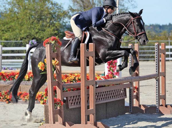 how to properly clip your horse's face, how to clip horse's Bridle, path, how to clip horse's legs