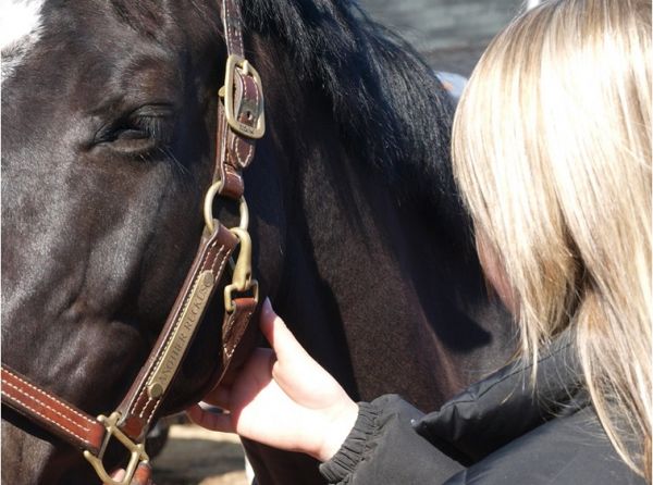 horse vital signs, equine vital signs, horse vitals, equine vitals, horse heart rate, horse pulse, equine heart rate, horse gut sounds, equine gut sounds, equine pulse, horse respiration, equine respiration, horse breathing, equine breathing, horse capillary, equine capillary, horse temperature, equine temperature, canadian horse journal, horsemanship, horse first aid, equine first aid