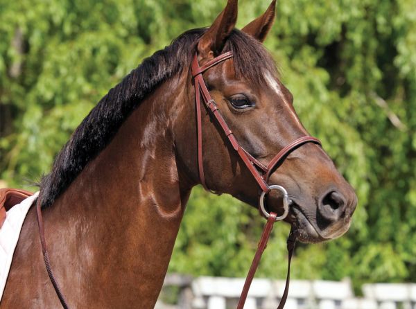 horse bits, contact with horse, dull mouth horse, bit evasion, how to get a light mouthed horse, lindsay grice