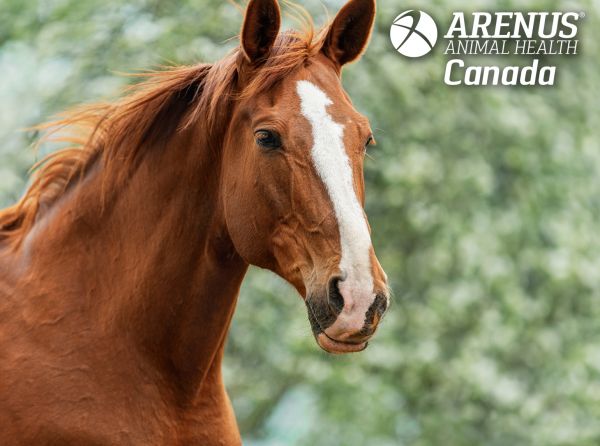 arenus secure guard gold, arenus assure, equine digestive system, supplements for horses, feed to prevent horse colic