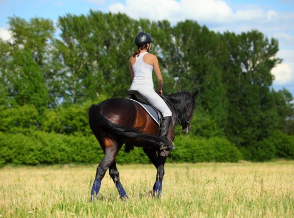 overheating horse too hot summer riding heat