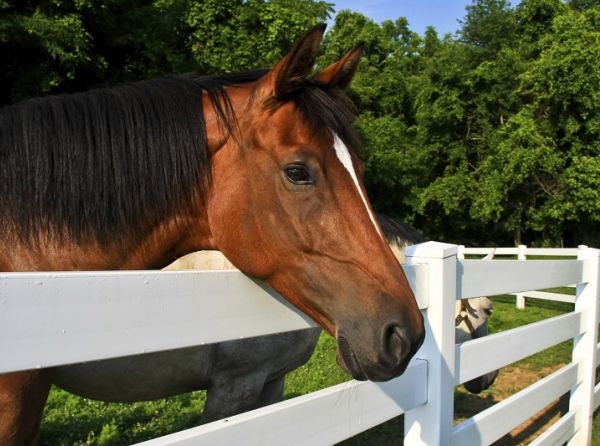 building a horse fence, equine fence, fencing equestrian property, fencing acreage, how to build a fence for horses horse fencing, horse fence, safe horse fencing, horse fencing Canada, equine fencing, horse farm fencing, pasture fencing for horses, horse paddock fencing, horse property management, horse pasture, horse safety, horse farm design, equestrian facility, fencing for horses, horse stable fencing, horse turnout paddock, horse farm safety, horse care, Canadian horse farms, equine property planning