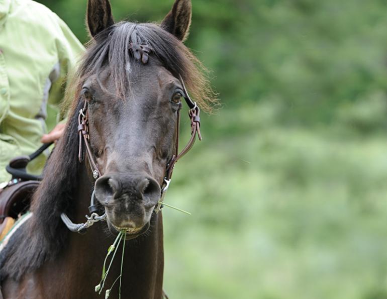 Jonathan Field, horse focus issues, gaining a horse’s attention, improving horse concentration, herd-bound horse behaviour, anxious horse separation, horse training fundamentals, rider leadership skills, building horse partnership