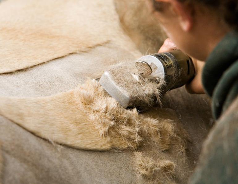 how to clip horse's tail, grooming tail of horse, using clippers on horse