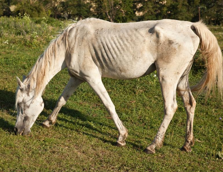 equine Chronic Weight Loss, horse Chronic Weight Loss, Poor Quality horse feed, Limited horse Feed, monitoring horse weight loss, horse weight gain strategies, equine Social Interaction, horse Social Interaction, equine weight loss, weight loss in horse, poor quality horse feed, low quality horse feed, equine parasite