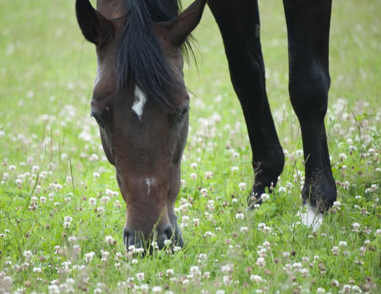 Basics of Horse Pasture Management