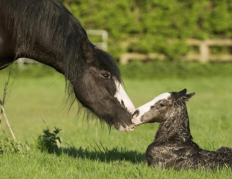 foal illness, foal in utero, foal won't nurse, equine neonatal sepsis, american association of equine practitioners, aaep 
