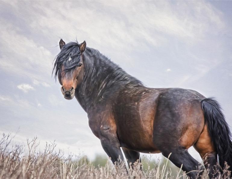 Alberta’s Wild Horses, The Wild Horses of Alberta Society (WHOAS) June Fox, FotosbyFox
