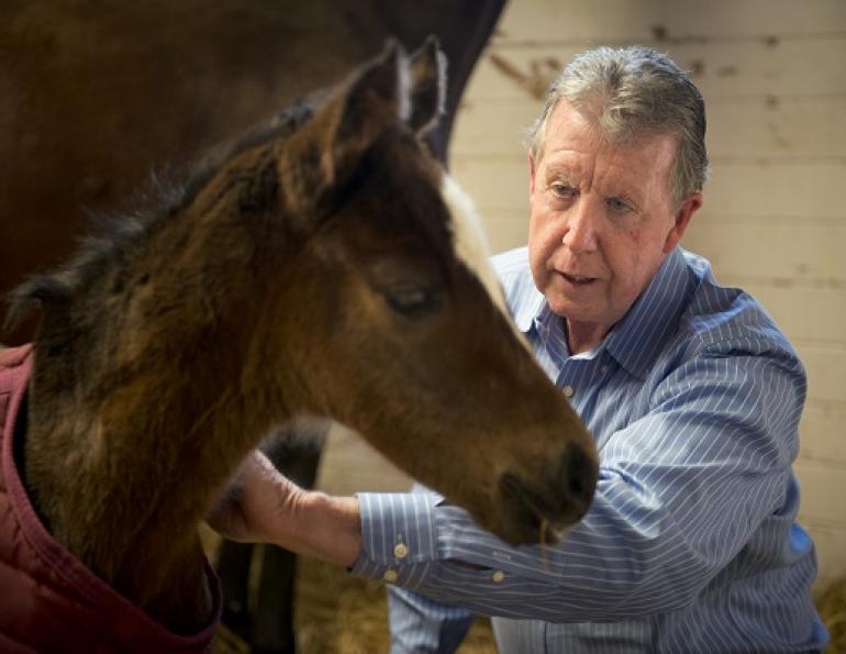 foals maladjustment syndrome, autism and horses, hypoxia horse, dummy foal syndrome, lack of oxygen foal, isaac pessah, madigan foal squeeze procedure