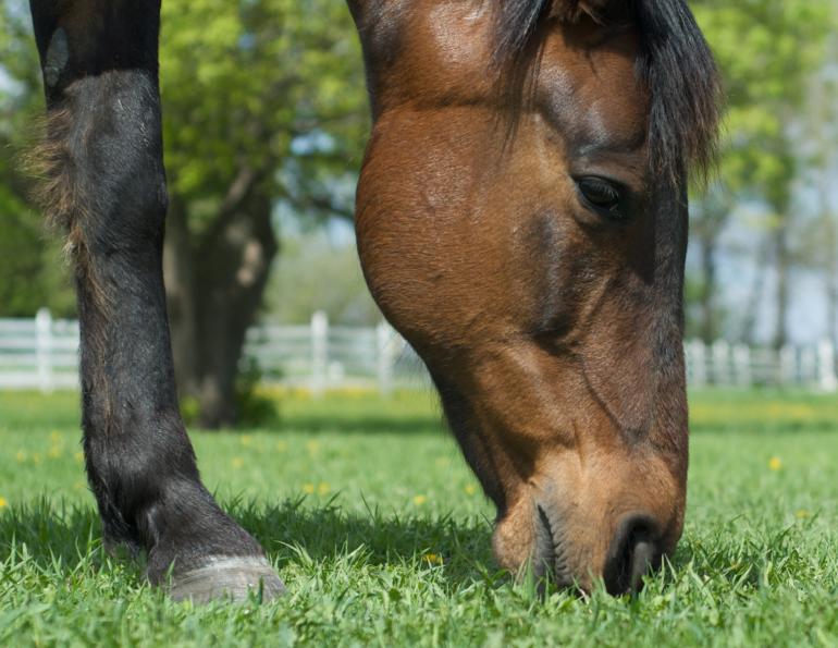 switching horse feed, transitioning horse feed, new horse hay, safely change horse hay, safely change horse feed