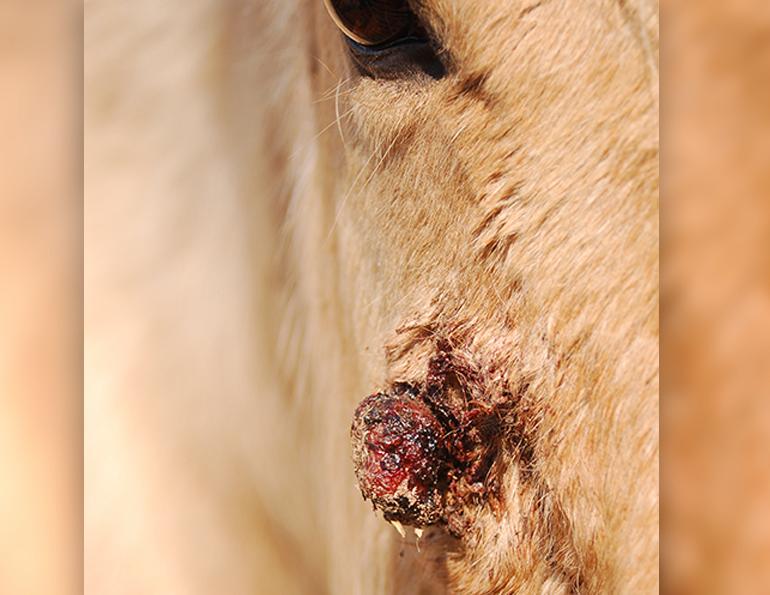 Margaret Evans, equine sarcoid skin tumours, horse skin tumours, bovine papillomavirus BPV, Douglas Antczak VMD PhD, Dorothy Havemeyer McConville, horse genetics, equine tumour regrowth, horse care