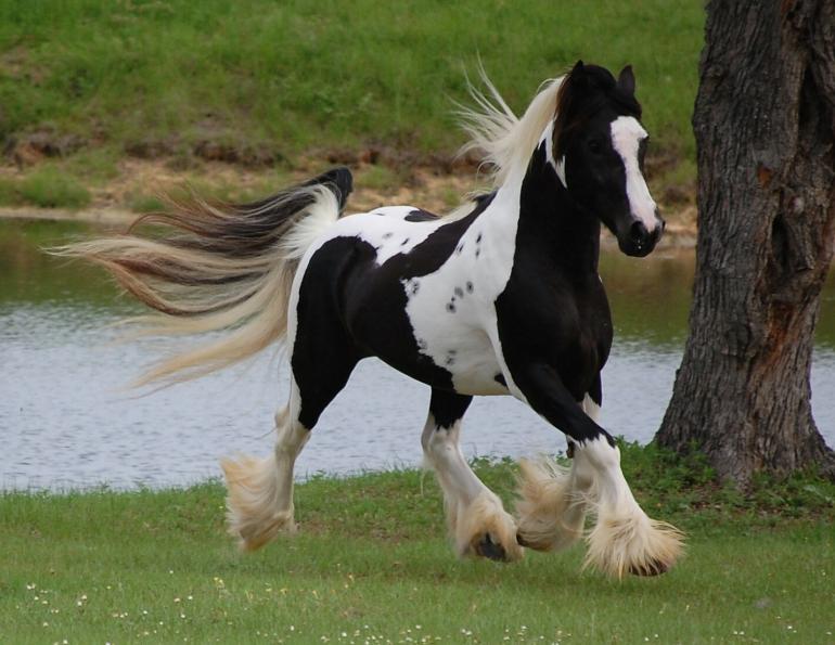 gypsy vanner, gypsy horse, once upon a time, feathered hooves, gypsy cob