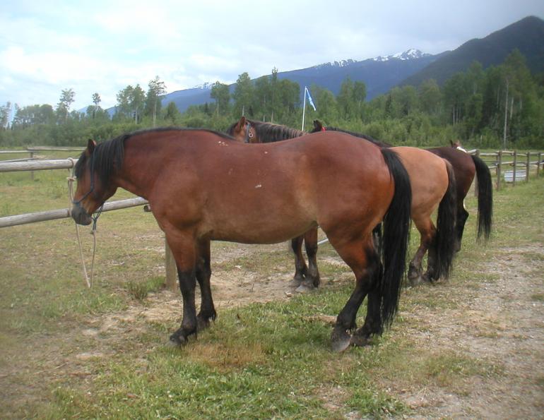 Trail Horse Riding Equine Conformation, choosing the right trail horse, stan walchuk, buying a horse, best breeds horse riding