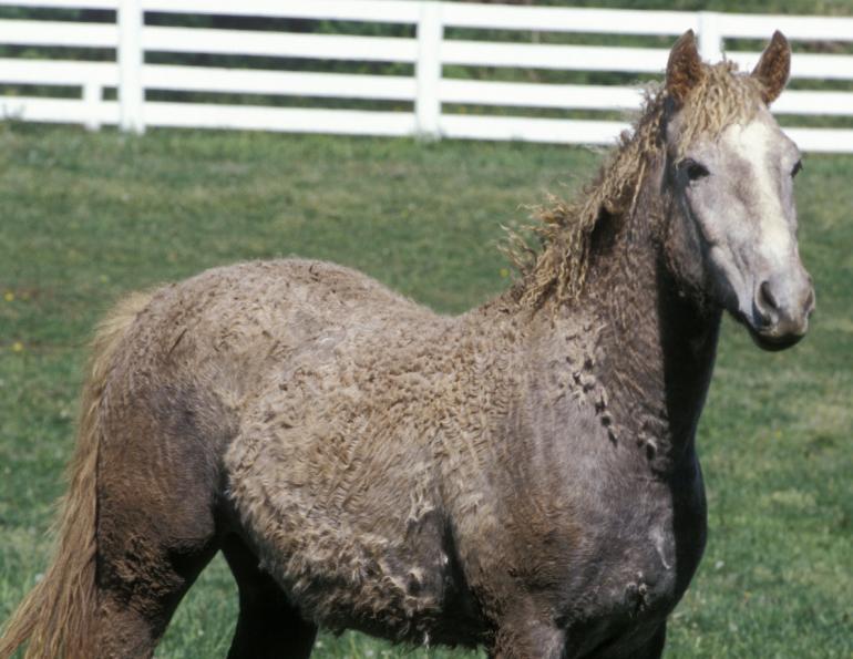 Curly Horse