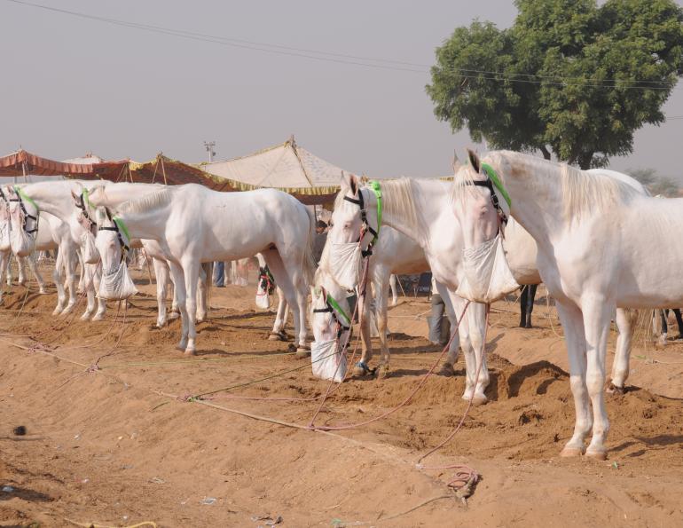 Pushkar Camel Fair, horseback riding Rajasthan Desert in northern India, Marwari horse dancing, Indian horsback riding, World’s Largest Camel Fair