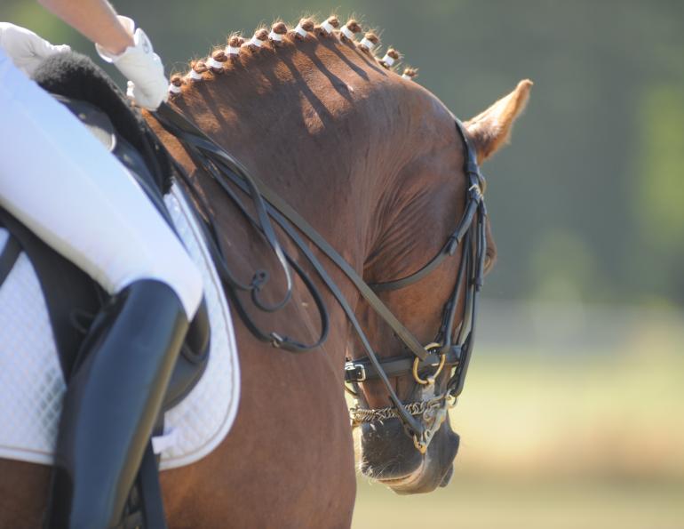 horse fitness test, how fit is my horse? how to tell horse overworked, horse exhaustion