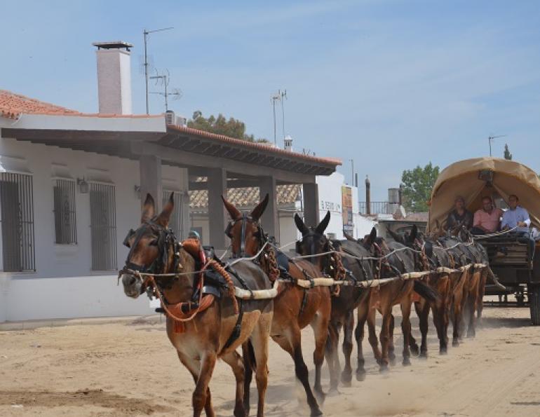 horses in spain, equines in spain, romeirio del rocio horses, mules spain, the donkey sanctuary, el refugio del burrito