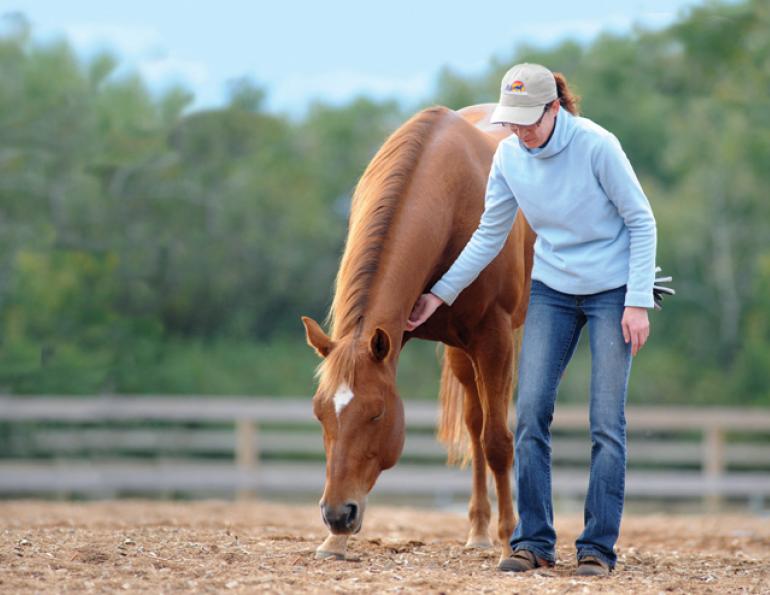 equine first aid, horse choking, horse wound, equi-health, horse first aid