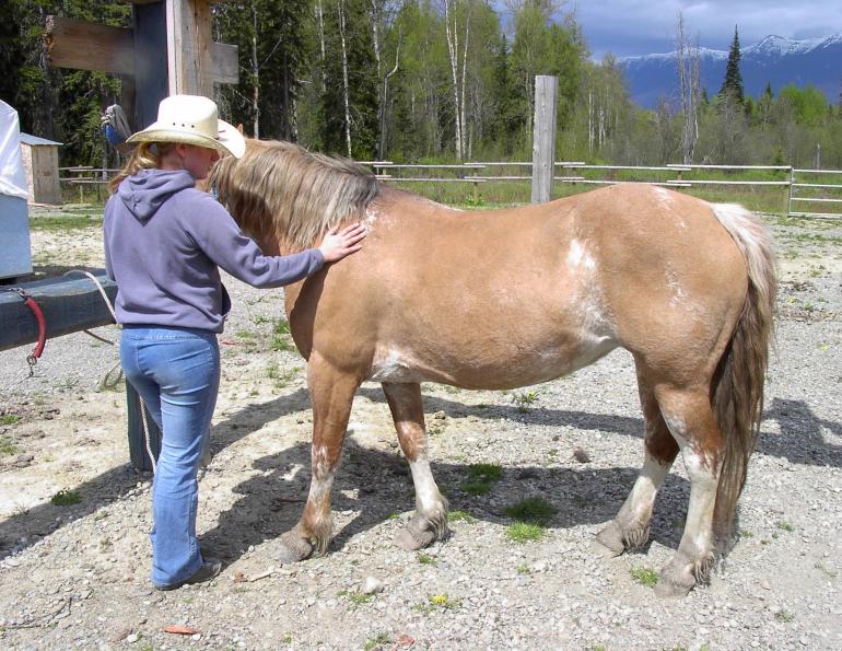 stan walchuk, Trail Riding Horse Camping Trekking, the lone trail rider, riding horses alone
