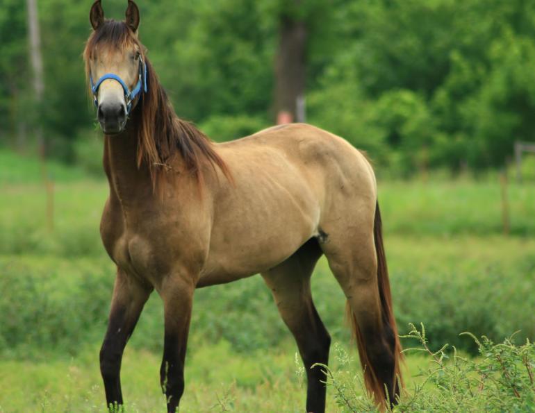 Feeding the Thin Horse