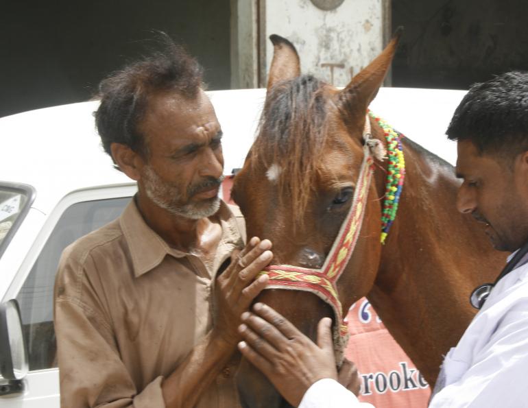 brooke hospital for animals, brooke animal hospital, helping donkeys in third world countries