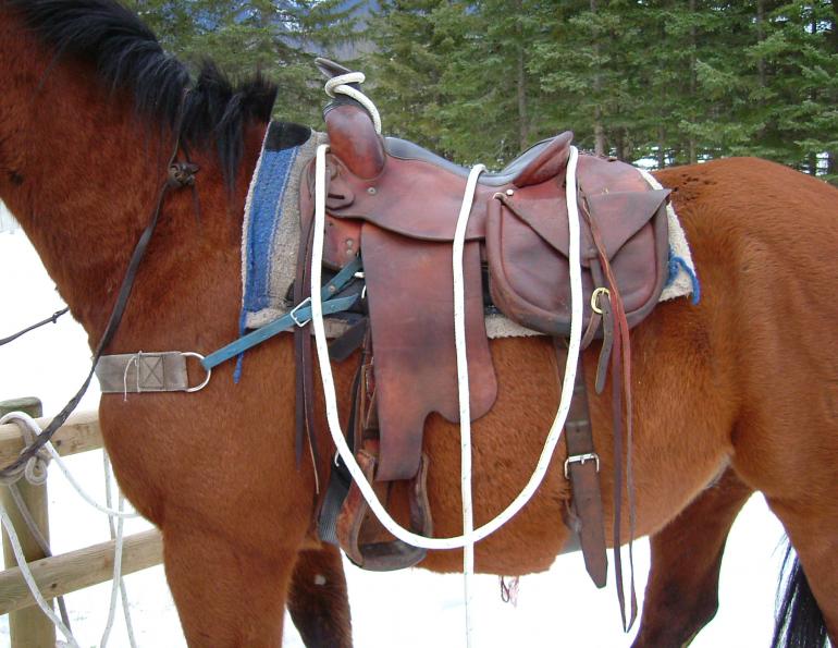 Credit: Blue Creek Outfitting best saddle trail ride, choosing saddle riding horses, horseback riding saddle, stan walchuk
