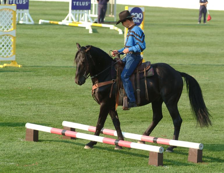 horse rider psychology, confident horse rider, horse rider confidence horse rider psychology, confident horse rider, horse rider confidence