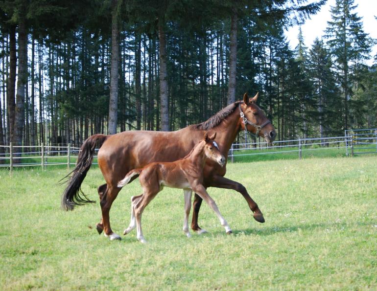 Meeting Your Horse's Protein Needs