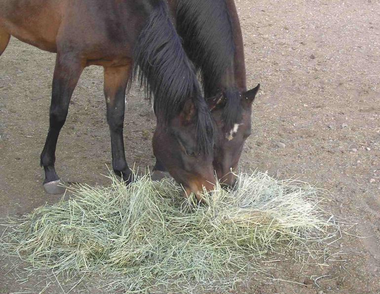 how to treat equine colonic ulcers, clinical signs of equine colonic ulcers, identifying colonic ulcers in horses how to treat equine colonic ulcers, clinical signs of equine colonic ulcers, identifying colonic ulcers in horses
