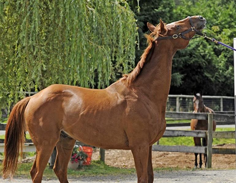 training jonathan field, natural horsemanship, trailer loading, load a horse trailer