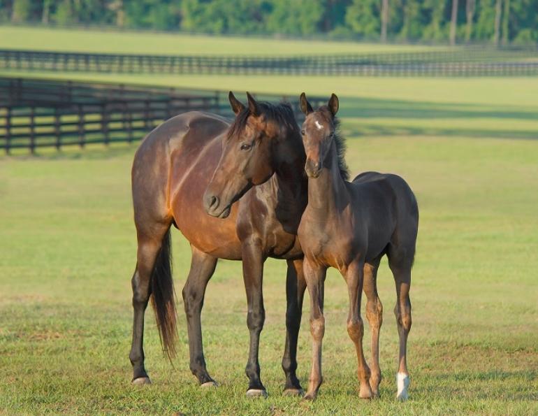 Canadian equine sector 2023 Socio-Economic Insights Study