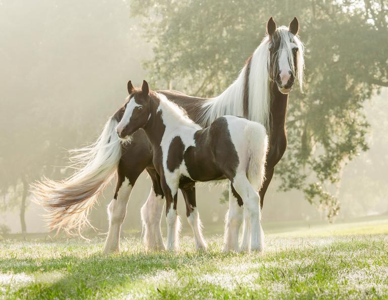 Award-winning Canadian Horse Journal equine journalism and horse industry reporting