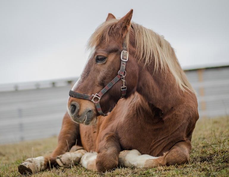 senior horses care, older horses weight loss, senior horse feed and nutrition, dental care senior horse