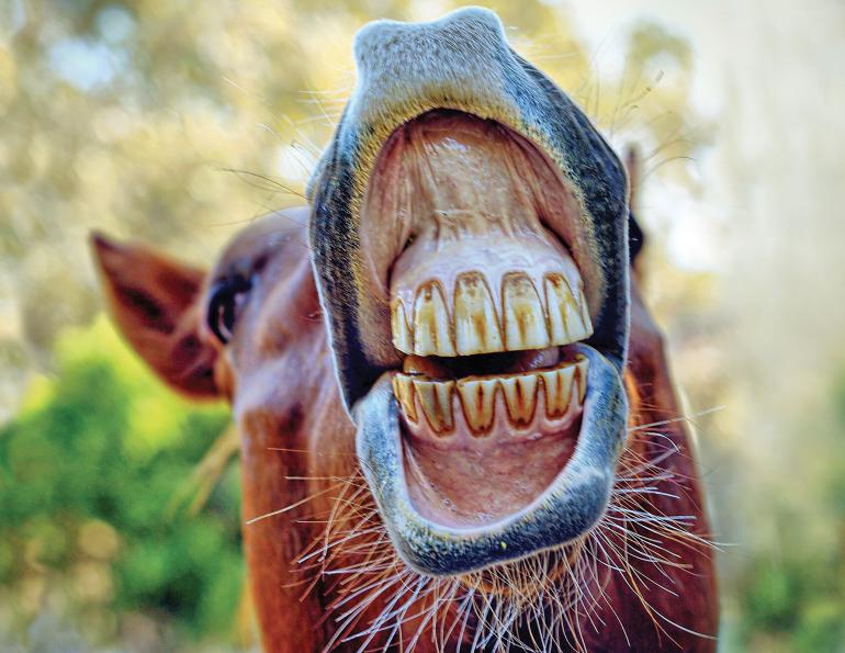 teeth equine, veterinary dental equine checkups, galvayne's groove, shelagh niblock, how to tell a horse age, hey good for horses teeth
