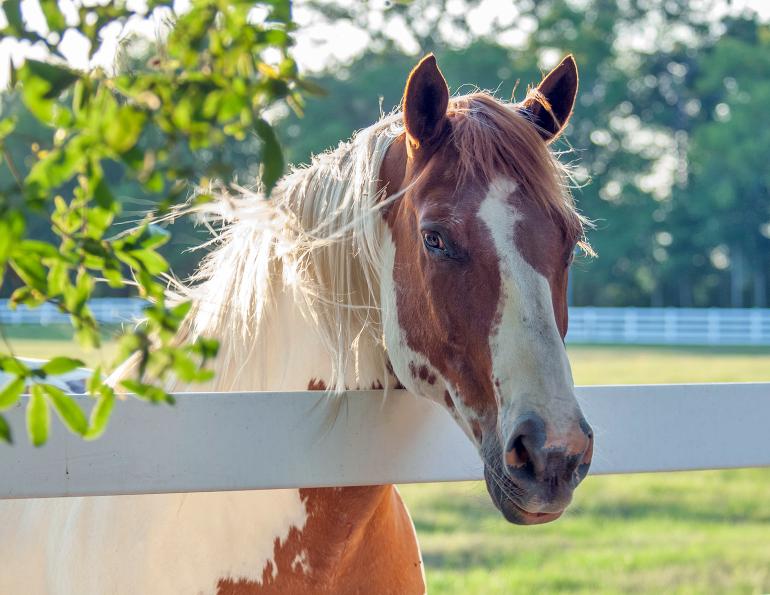 horse fencing Canada, horse fence planning, horse paddocks, horse pastures, equine fencing, safe horse fencing, paddock design, horse property layout, horse farm fencing, horse safety, electric horse fencing, loafing paddocks, pasture management, horse care Canada, equine property planning