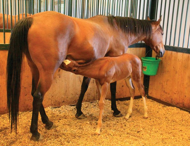 Equine ration balancer, how to improve colostrum quality in foals, how to improve immunity transfer in foals, equine feeding strategies, how to improve equine passive immunity transfer, equine colostrum, newborn foal health, what is an equine ration balancer?