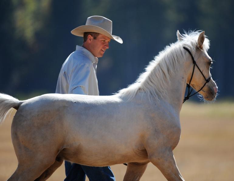 Jonathan Field, training Foals, training horse Weanlings, Yearlings horse training, natural horsemanship, western horse, english horse