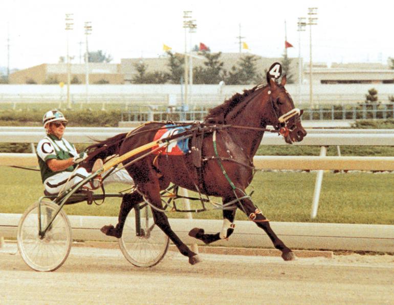 cam fella standardbred racehorse