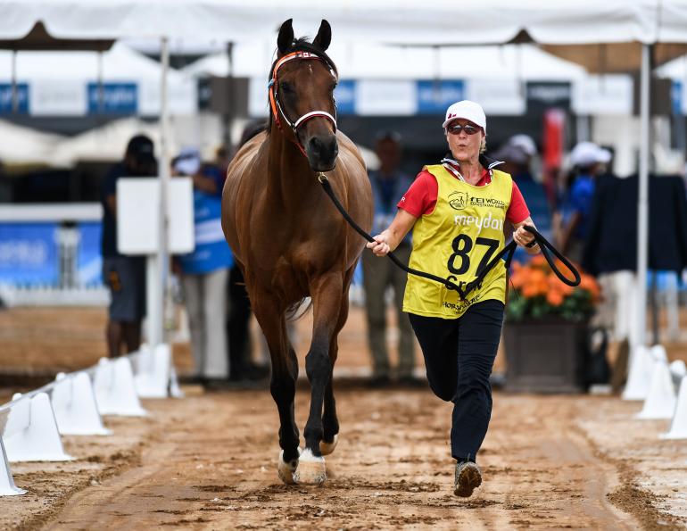 Tryon 2018 FEI World Equestrian Games, horses hurricane florence, canadian weg team