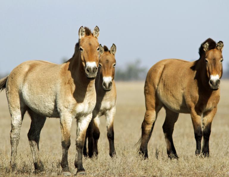 Przewalski Horse, are Przewalski Horses wild?, evolution of Przewalski Horse, Przewalski Horse Chernobyl Przewalski Horse, are Przewalski Horses wild?, evolution of Przewalski Horse, Przewalski Horse Chernobyl