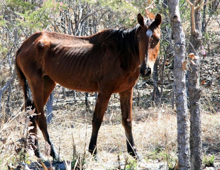oat hay, alfalfa for horses, horse alfalfa, horse oat hay, starving horse, nutrition for horse, feeding the starving horse, equine starvation, horse starvation, malnourished horse, unwanted horse, equine refeeding