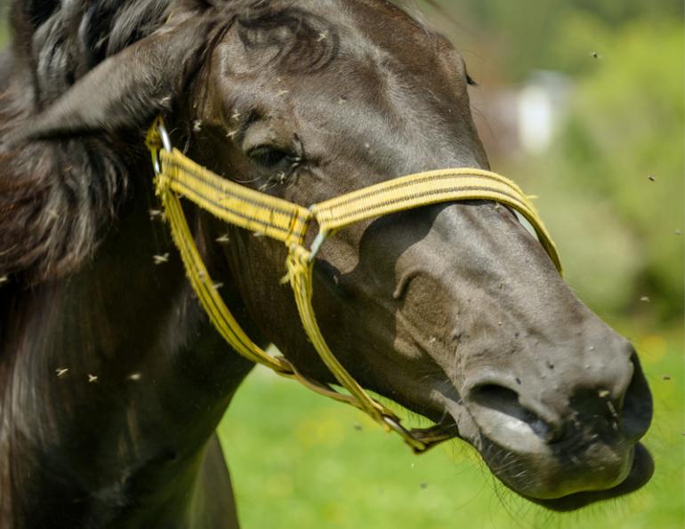 help horse survive flies, help horse survive horse flies, help horse survive deer flies, help horse survive black flies, help horse survive face flies, help horse survive house flies, help horse survive mosquitos, paddock pest management, horse flies can cause sweet itch, Barn swallows, bats insect predators, horse care, paddock management