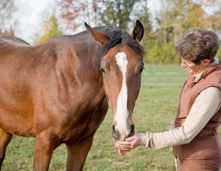 horse psychology equine mark andrews equine cognition, dominant rider, submissive rider