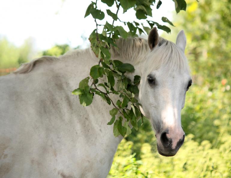 Equine Welfare threats, horse welfare threats, Nicole Weidner, Equine Guelph, Dr. Katrina Merkies,  University of Guelph research study, Equine Guelph Code Decoder, Cordelie DuBois
