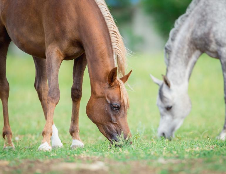 Ted Moore, renovating Horse Pasture, horse pasture Renovation, identifying horse pasture weeds, seeding horse pasture, No-Till Seeding horse pasture, Post-Seeding Management horse pasture, horse pasture management Ted Moore, renovating Horse Pasture, horse pasture Renovation, identifying horse pasture weeds, seeding horse pasture, No-Till Seeding horse pasture, Post-Seeding Management horse pasture, horse pasture management