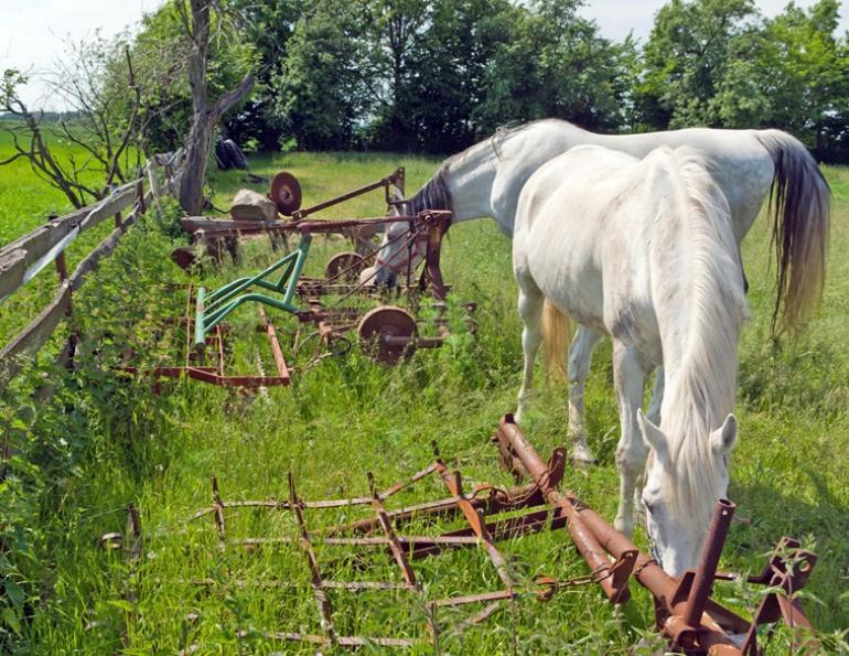 hazards horse farm, hazards equine farm, emergency plan horse farm, prevent barn firehazards horse farm, hazards equine farm, emergency plan horse farm, prevent barn fire, prevent horse injury