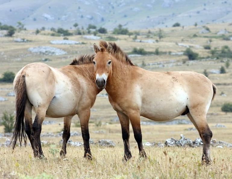 horse domestication, equine domestication, horse genomes, equine genomes, ancient horse, ancient equine, equine geonetics, mongolian horse, przewalski horse