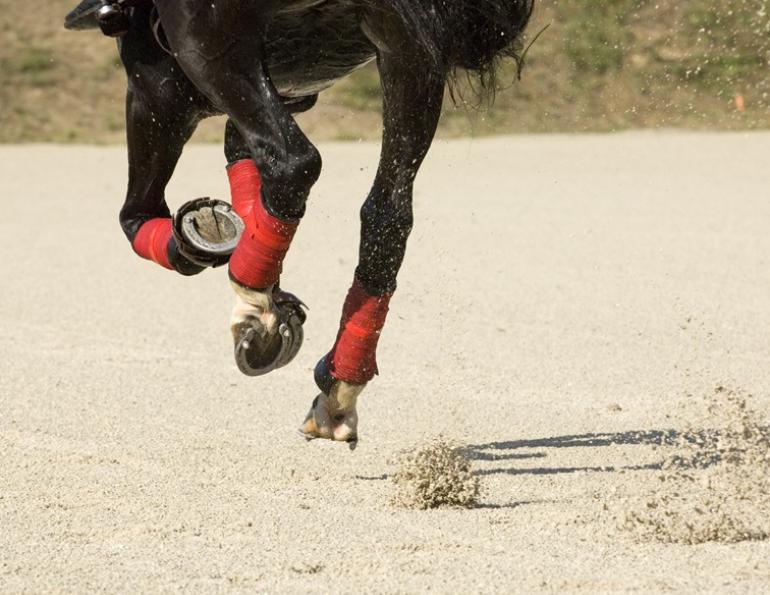 dressage arena footing, horse lameness, Ellen Koch Alex Milne Associates, dressage arena Subsurface preparation, dressage arena footing hazards, Tara Kathol Conterra Industries